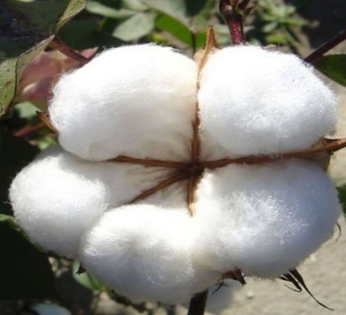 Cotton
